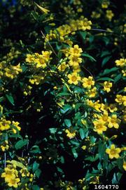  Carolina jasmine; photo courtesy John Ruter, University of Georgia, Bugwood.org
